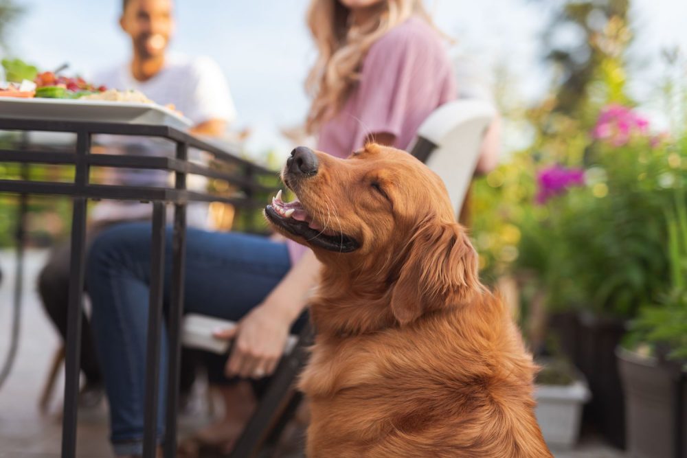 Dog at pet friendly apartments in Cobb county istock 1158719427