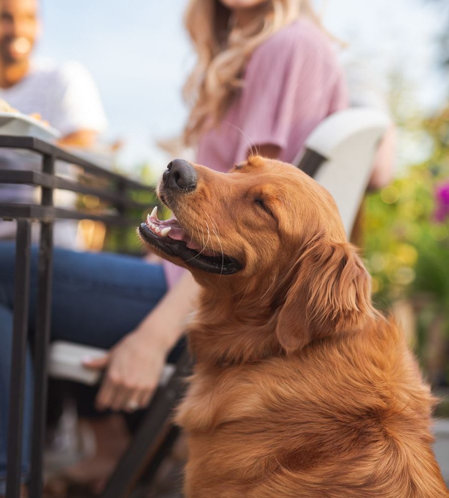 Dog at pet friendly apartments in Cobb county istock 1158719427
